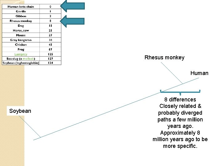 Rhesus monkey Human Soybean 8 differences Closely related & probably diverged paths a few