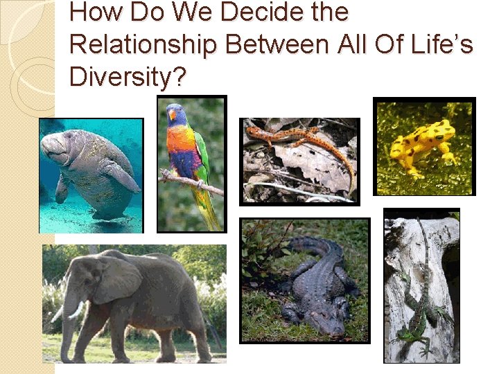 How Do We Decide the Relationship Between All Of Life’s Diversity? 