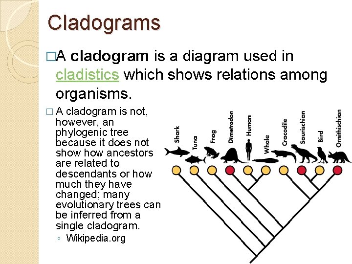 Cladograms �A cladogram is a diagram used in cladistics which shows relations among organisms.