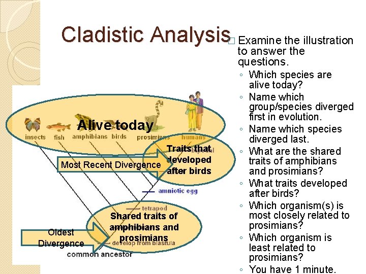 Cladistic Analysis� Examine the illustration to answer the questions. Alive today Traits that developed