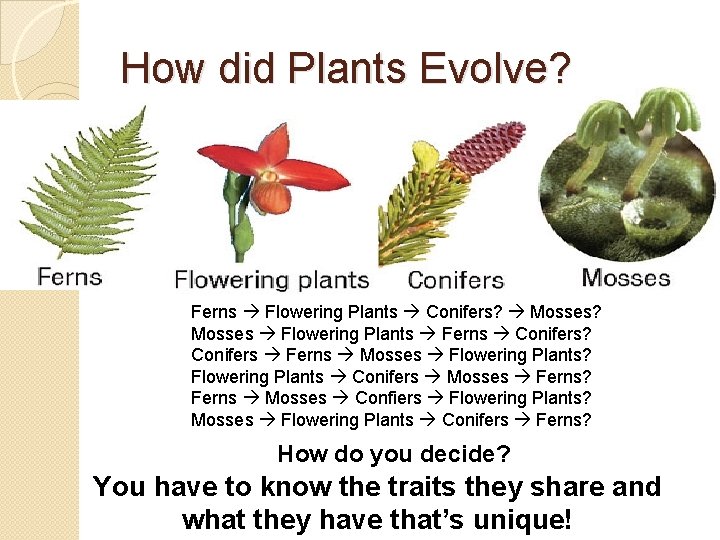 How did Plants Evolve? Ferns Flowering Plants Conifers? Mosses? Mosses Flowering Plants Ferns Conifers?