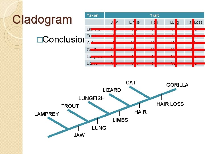 Cladogram Taxon Trait Jaw Limbs Hair Lung Tail Loss Lamprey No No No Trout