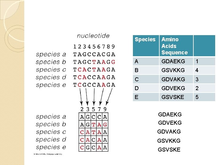 Species Amino Acids Sequence A GDAEKG 1 B GSVKKG 4 C GDVAKG 3 D