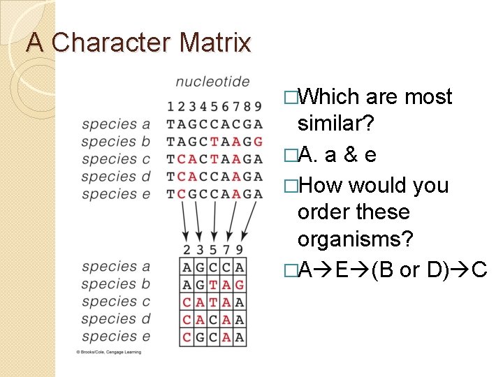 A Character Matrix �Which are most similar? �A. a & e �How would you