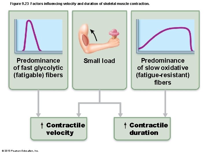 Figure 9. 23 Factors influencing velocity and duration of skeletal muscle contraction. Predominance of