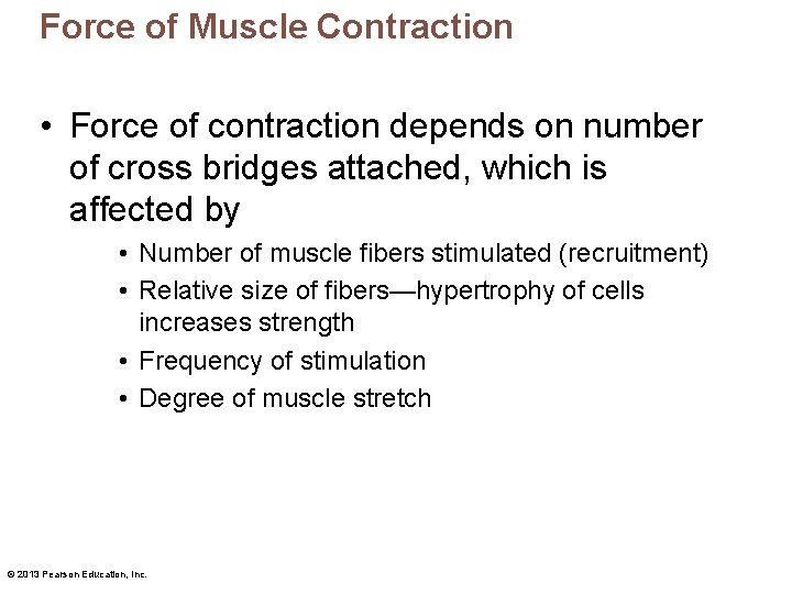 Force of Muscle Contraction • Force of contraction depends on number of cross bridges