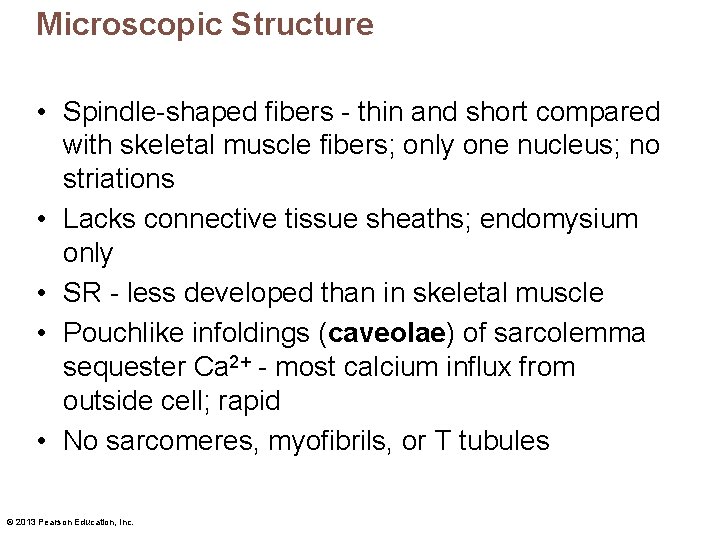 Microscopic Structure • Spindle-shaped fibers - thin and short compared with skeletal muscle fibers;