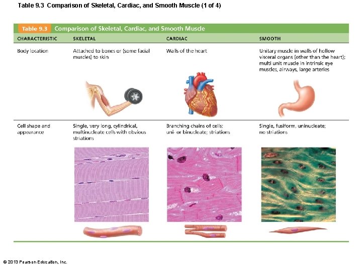 Table 9. 3 Comparison of Skeletal, Cardiac, and Smooth Muscle (1 of 4) ©