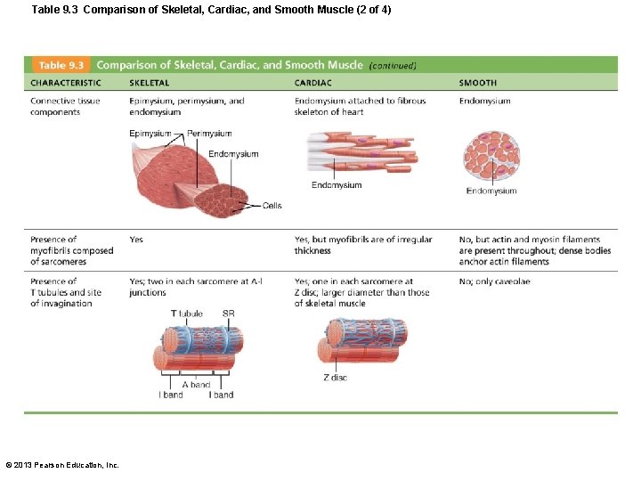 Table 9. 3 Comparison of Skeletal, Cardiac, and Smooth Muscle (2 of 4) ©