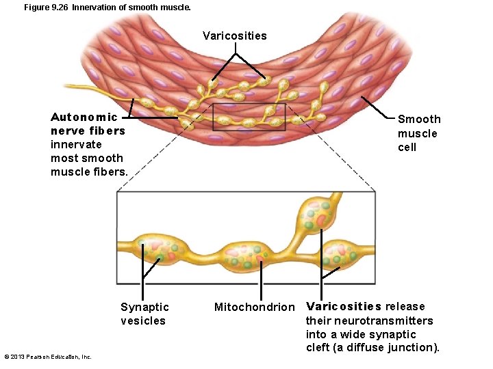 Figure 9. 26 Innervation of smooth muscle. Varicosities Autonomic nerve fibers innervate most smooth