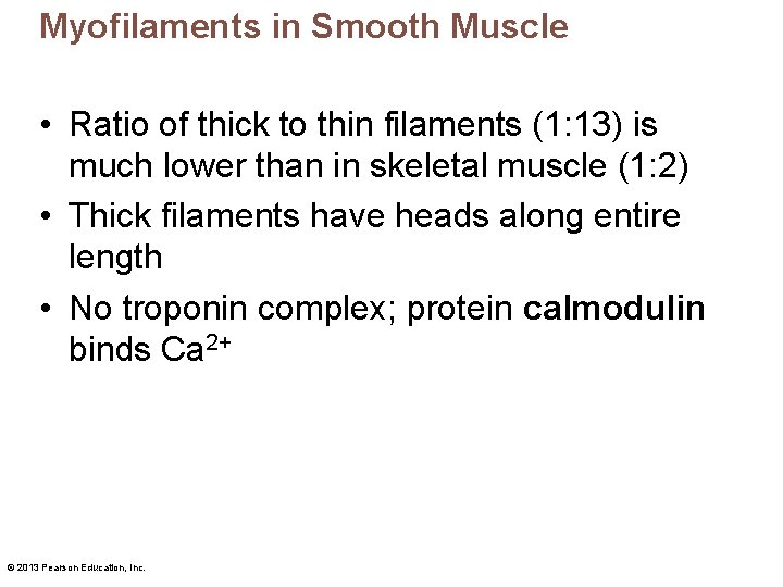 Myofilaments in Smooth Muscle • Ratio of thick to thin filaments (1: 13) is