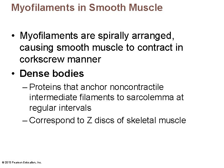 Myofilaments in Smooth Muscle • Myofilaments are spirally arranged, causing smooth muscle to contract