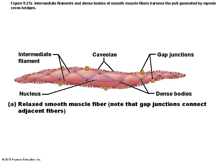 Figure 9. 27 a Intermediate filaments and dense bodies of smooth muscle fibers harness