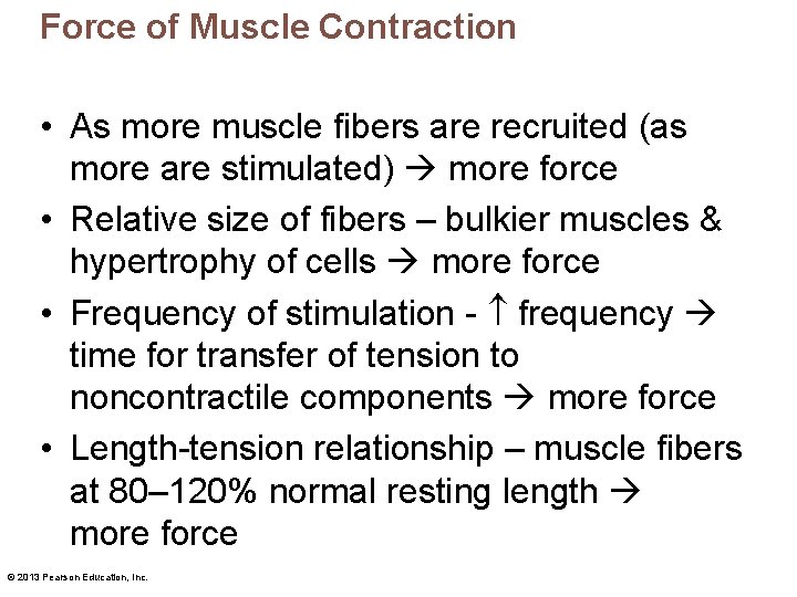 Force of Muscle Contraction • As more muscle fibers are recruited (as more are