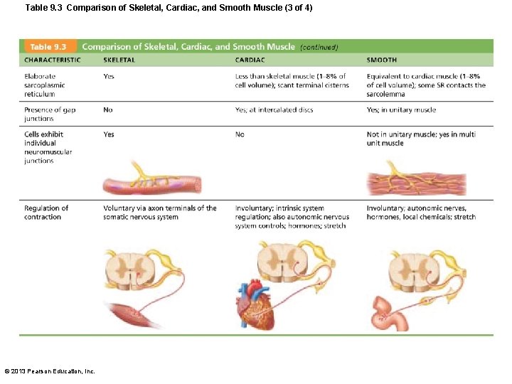 Table 9. 3 Comparison of Skeletal, Cardiac, and Smooth Muscle (3 of 4) ©