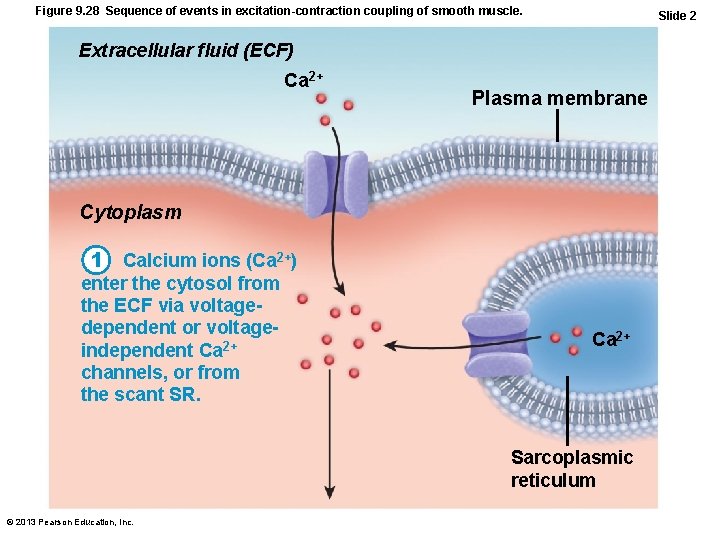 Figure 9. 28 Sequence of events in excitation-contraction coupling of smooth muscle. Slide 2