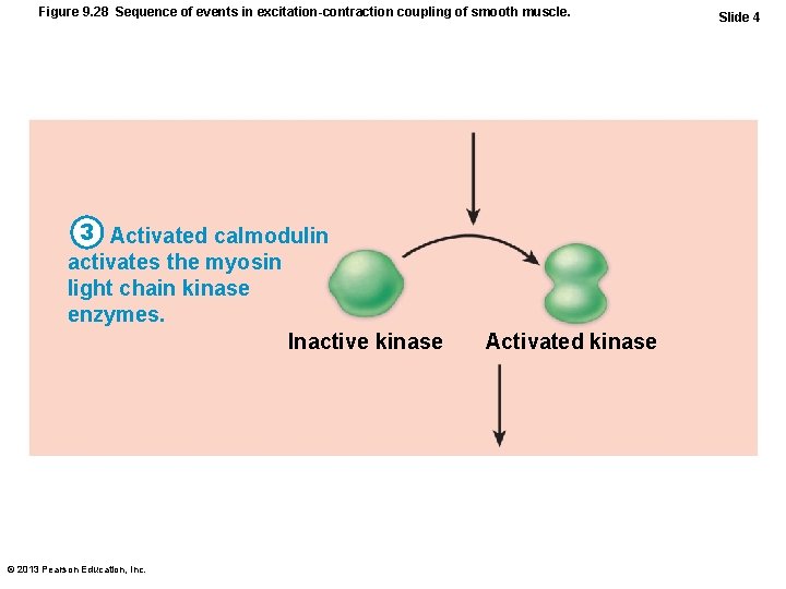 Figure 9. 28 Sequence of events in excitation-contraction coupling of smooth muscle. 3 Activated