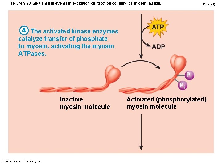 Figure 9. 28 Sequence of events in excitation-contraction coupling of smooth muscle. Slide 5