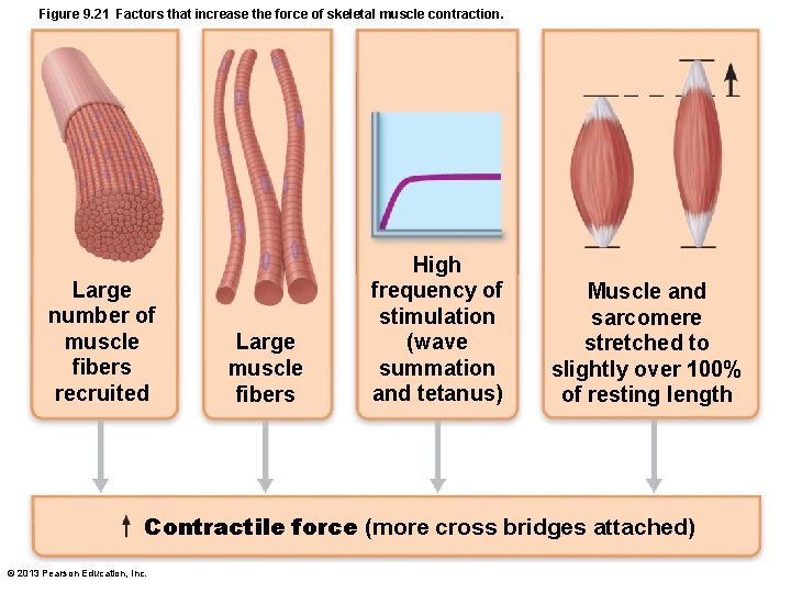 Figure 9. 21 Factors that increase the force of skeletal muscle contraction. Large number