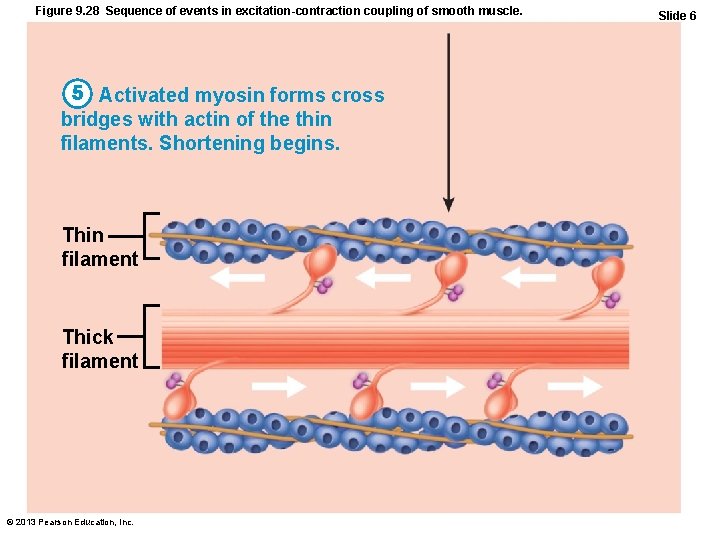 Figure 9. 28 Sequence of events in excitation-contraction coupling of smooth muscle. 5 Activated