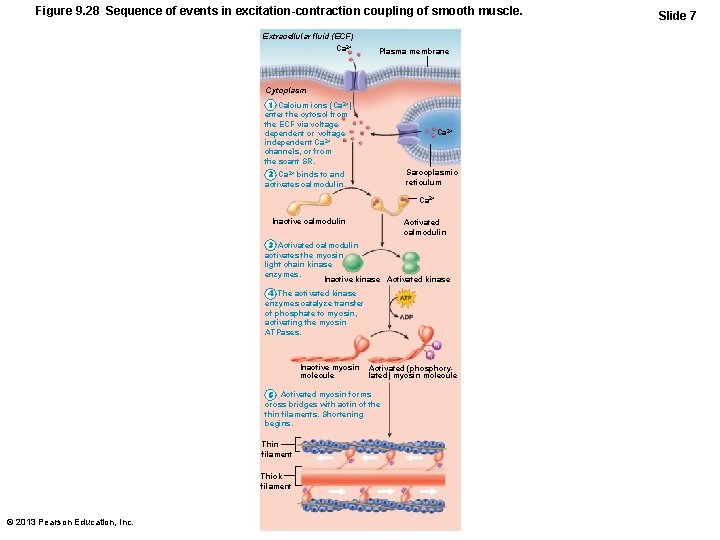 Figure 9. 28 Sequence of events in excitation-contraction coupling of smooth muscle. Extracellular fluid
