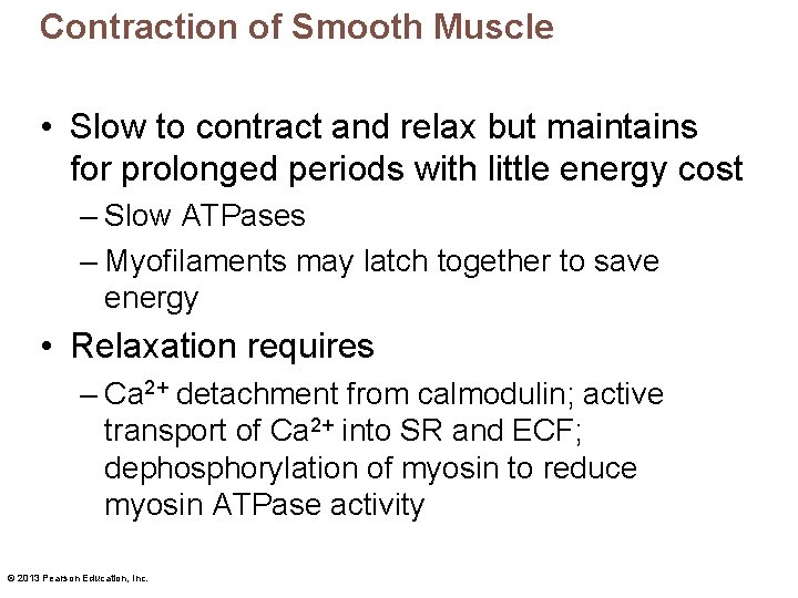 Contraction of Smooth Muscle • Slow to contract and relax but maintains for prolonged