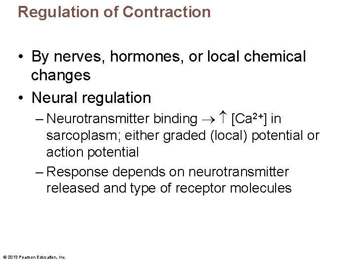 Regulation of Contraction • By nerves, hormones, or local chemical changes • Neural regulation
