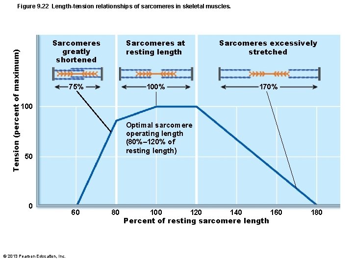Tension (percent of maximum) Figure 9. 22 Length-tension relationships of sarcomeres in skeletal muscles.