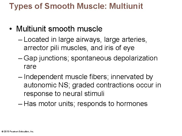 Types of Smooth Muscle: Multiunit • Multiunit smooth muscle – Located in large airways,