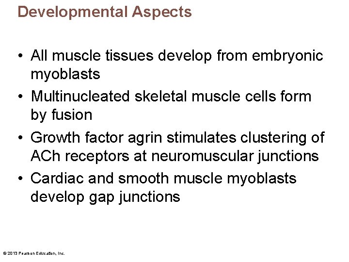 Developmental Aspects • All muscle tissues develop from embryonic myoblasts • Multinucleated skeletal muscle