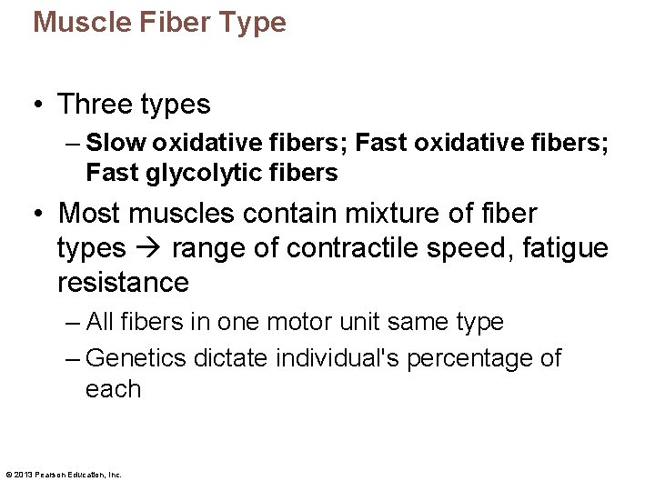 Muscle Fiber Type • Three types – Slow oxidative fibers; Fast glycolytic fibers •