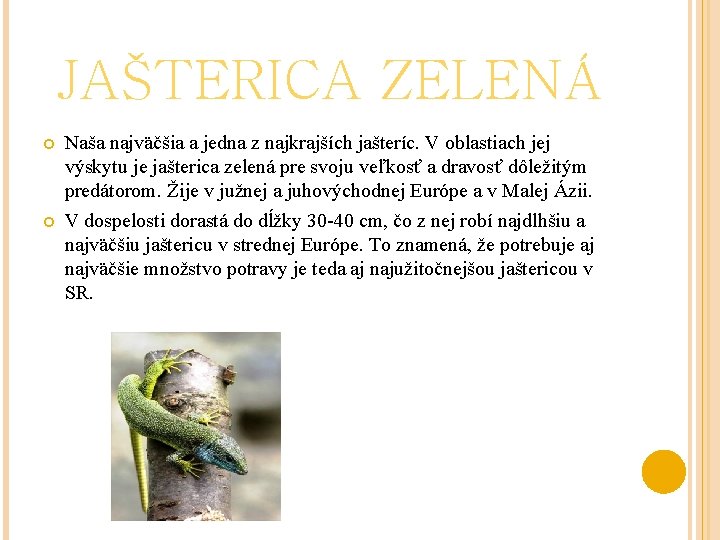 JAŠTERICA ZELENÁ Naša najväčšia a jedna z najkrajších jašteríc. V oblastiach jej výskytu je