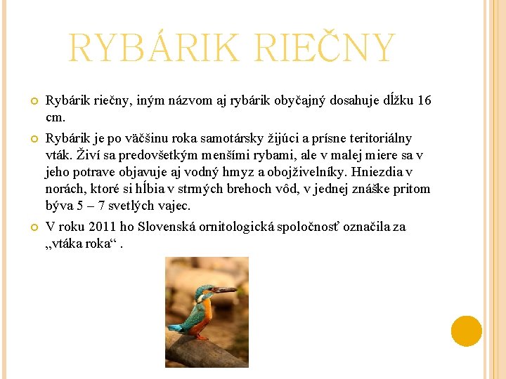 RYBÁRIK RIEČNY Rybárik riečny, iným názvom aj rybárik obyčajný dosahuje dĺžku 16 cm. Rybárik
