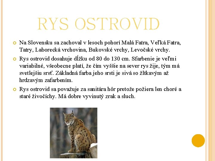 RYS OSTROVID Na Slovensku sa zachoval v lesoch pohorí Malá Fatra, Veľká Fatra, Tatry,