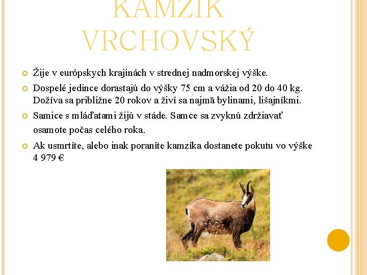KAMZÍK VRCHOVSKÝ Žije v európskych krajinách v strednej nadmorskej výške. Dospelé jedince dorastajú do