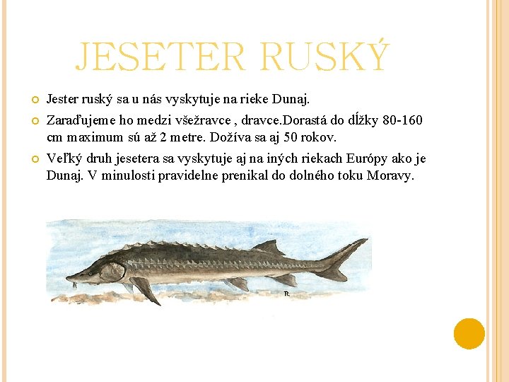 JESETER RUSKÝ Jester ruský sa u nás vyskytuje na rieke Dunaj. Zaraďujeme ho medzi