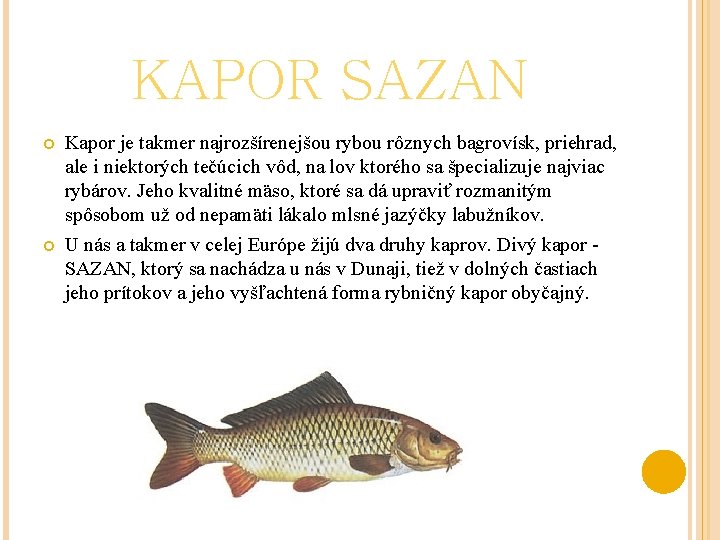 KAPOR SAZAN Kapor je takmer najrozšírenejšou rybou rôznych bagrovísk, priehrad, ale i niektorých tečúcich