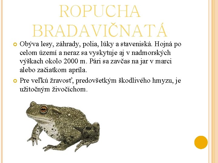 ROPUCHA BRADAVIČNATÁ Obýva lesy, záhrady, polia, lúky a staveniská. Hojná po celom území a