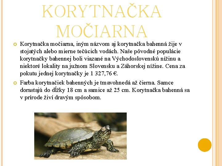 KORYTNAČKA MOČIARNA Korytnačka močiarna, iným názvom aj korytnačka bahenná žije v stojatých alebo mierne