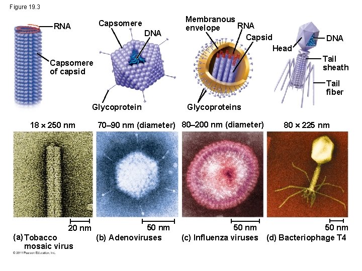 Figure 19. 3 Capsomere RNA DNA Membranous RNA envelope Capsid Head DNA Tail sheath