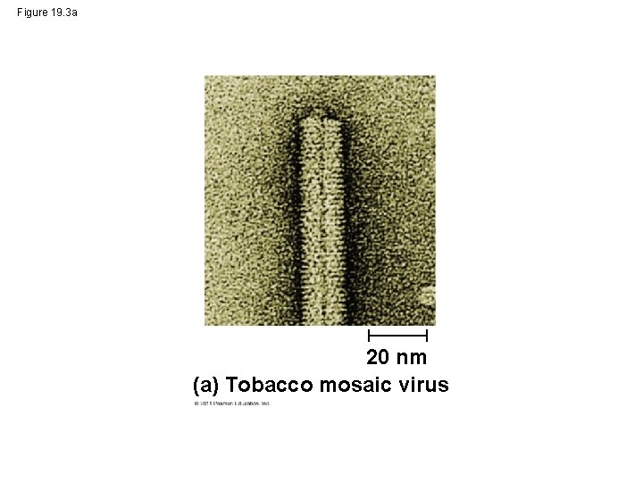 Figure 19. 3 a 20 nm (a) Tobacco mosaic virus 