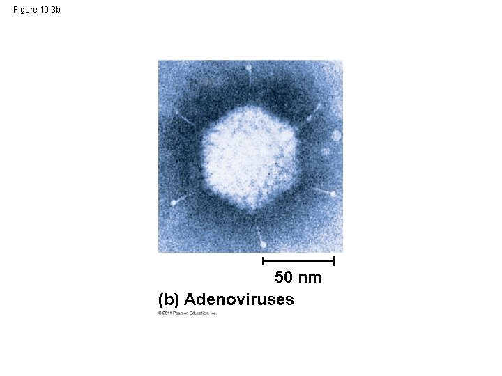 Figure 19. 3 b 50 nm (b) Adenoviruses 