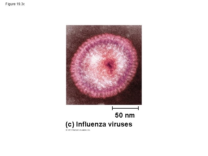 Figure 19. 3 c 50 nm (c) Influenza viruses 