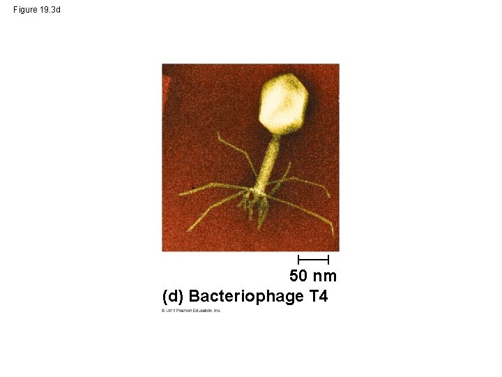 Figure 19. 3 d 50 nm (d) Bacteriophage T 4 