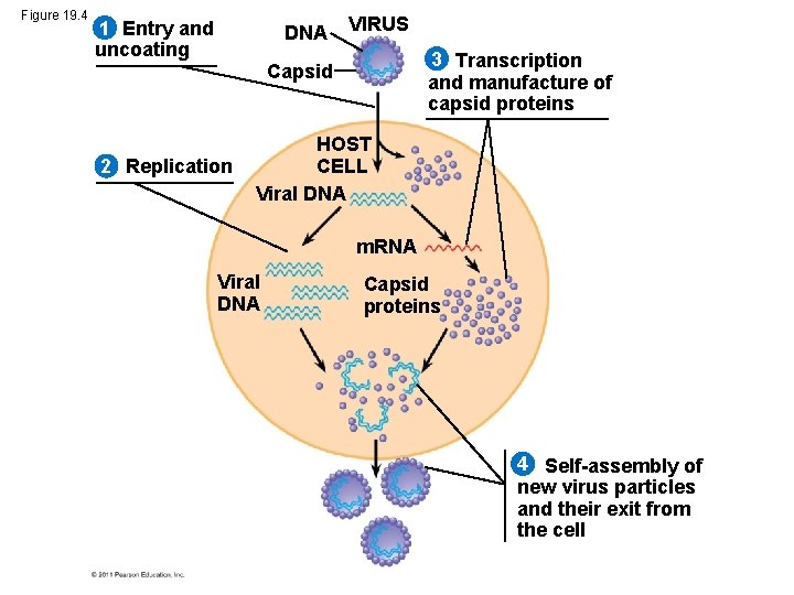 Figure 19. 4 1 Entry and uncoating DNA VIRUS 3 Transcription and manufacture of