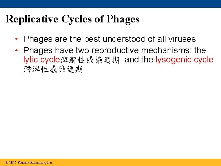 Replicative Cycles of Phages • Phages are the best understood of all viruses •