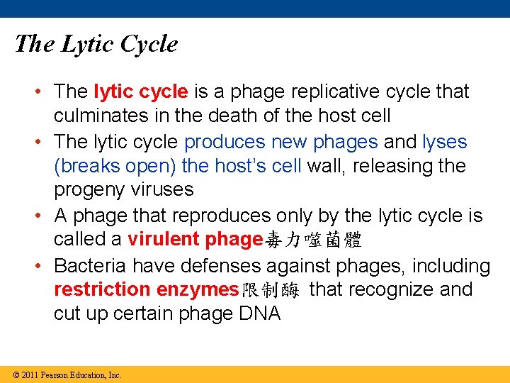 The Lytic Cycle • The lytic cycle is a phage replicative cycle that culminates