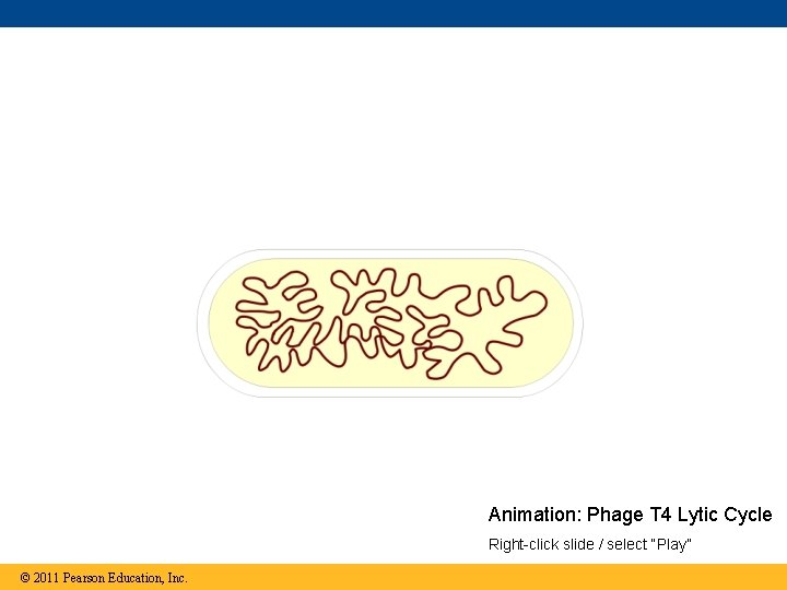 Animation: Phage T 4 Lytic Cycle Right-click slide / select “Play” © 2011 Pearson