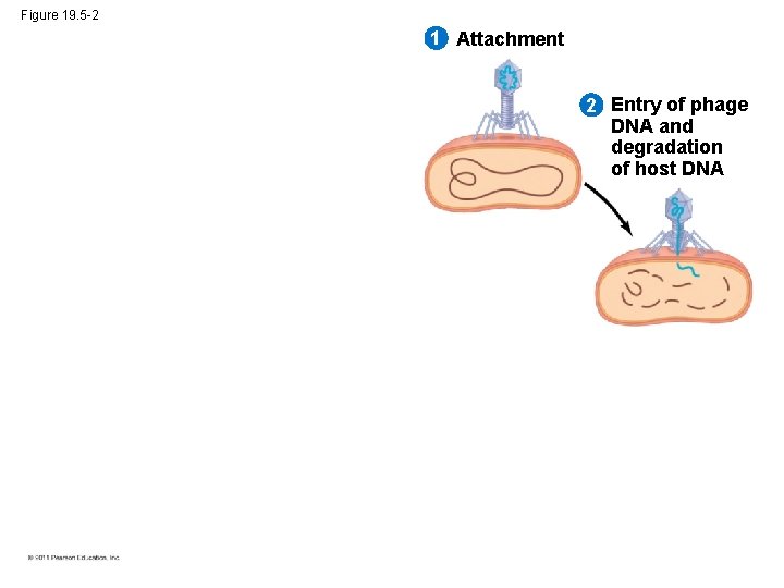 Figure 19. 5 -2 1 Attachment 2 Entry of phage DNA and degradation of