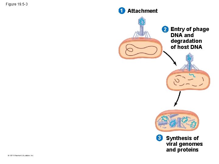 Figure 19. 5 -3 1 Attachment 2 Entry of phage DNA and degradation of